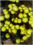 LAMPRANTHUS (ЛАМПРАНТУС) | 4