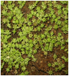 HOODIA (ХУДИЯ) 6 HOODIA (ХУДИЯ) | 4