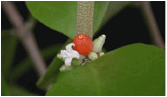 HYDNOPHYTUM (ХИДНОФИТУМ) 6 HYDNOPHYTUM (ХИДНОФИТУМ) | 5