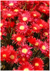 LAMPRANTHUS (ЛАМПРАНТУС) | 5