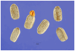 СУККУЛЕНТНЫЕ МОЛОЧАИ ОТКРЫТОГО ГРУНТА 7 Large Photo of Euphorbia myrsinites