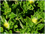 APTENIA (АПТЕНИЯ) 7 APTENIA (АПТЕНИЯ) | 4