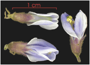 PACHYRHIZUS (ПАХИРИЗУС) 7 PACHYRHIZUS (ПАХИРИЗУС) | 4