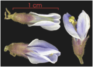 PACHYRHIZUS (ПАХИРИЗУС) | 4