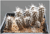 AUSTROCACTUS (АУСТРОКАКТУС) | 6