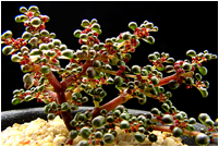 PILEA (ПИЛЕЯ) | 6