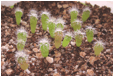 PILOSOCEREUS (ПИЛОЗОЦЕРЕУС) | 7