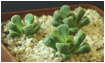 TITANOPSIS (ТИТАНОПСИС) 7 TITANOPSIS (ТИТАНОПСИС) | 7