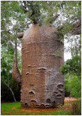 ADANSONIA (БАОБАБ) 7 ADANSONIA (БАОБАБ) | 4