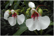 IMPATIENS (БАЛЬЗАМИН) 7 Описание: Impatiens_tinctoria_8959
