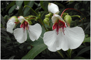 Описание: Impatiens_tinctoria_8959