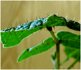 ERYTHRINA (ЭРИТРИНА) 7 ERYTHRINA (ЭРИТРИНА) | 4