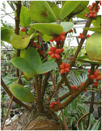 HYDNOPHYTUM (ХИДНОФИТУМ) 7 HYDNOPHYTUM (ХИДНОФИТУМ) | 6