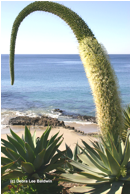 AGAVE (АГАВА) 7 Описание: Agave attenuata in bloom