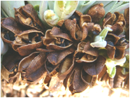 AGAVE (АГАВА) 9 Описание: s640x480
