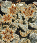 TITANOPSIS (ТИТАНОПСИС) | 8