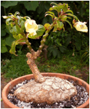 IMPATIENS (БАЛЬЗАМИН) 9 Описание: Impatiens_tuberous_Thailand_1993