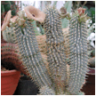 HOODIA (ХУДИЯ) 8 HOODIA (ХУДИЯ) | 6