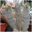 HOODIA (ХУДИЯ) | 6