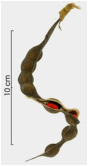 ERYTHRINA (ЭРИТРИНА) 8 ERYTHRINA (ЭРИТРИНА) | 5