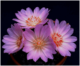 LEWISIA (ЛЕВИЗИЯ) 8 LEWISIA (ЛЕВИЗИЯ) | 6