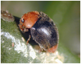 Cryptolaemus montrouzieri