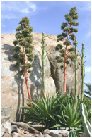 Описание: Agave desmettiana in bloom