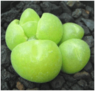 GIBBAEUM (ГИББЕУМ) 8 GIBBAEUM (ГИББЕУМ) | 3