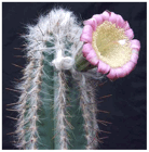 PILOSOCEREUS (ПИЛОЗОЦЕРЕУС) | 10
