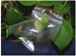 IMPATIENS (БАЛЬЗАМИН) 8 Описание: Impatiens4