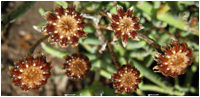 LAMPRANTHUS (ЛАМПРАНТУС) 9 LAMPRANTHUS (ЛАМПРАНТУС) | 6