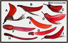 ERYTHRINA (ЭРИТРИНА) 9 ERYTHRINA (ЭРИТРИНА) | 6