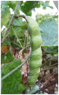 PACHYRHIZUS (ПАХИРИЗУС) 9 PACHYRHIZUS (ПАХИРИЗУС) | 6