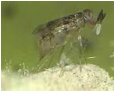 Pseudaphycus maculipennis
