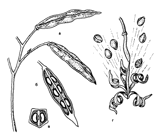 IMPATIENS (БАЛЬЗАМИН) 10 Описание: Рис. 40. Разбрасывающие семена плоды Impatiens noli-tangere: a - созревшие плоды, б - продольный разрез плода, в - поперечный разрез плода, г - скручивание плодолистиков наподобие часовых пружин и разбрасывание семян