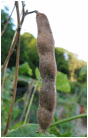 PACHYRHIZUS (ПАХИРИЗУС) 10 PACHYRHIZUS (ПАХИРИЗУС) | 7