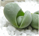 GIBBAEUM (ГИББЕУМ) | 4