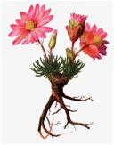 LEWISIA (ЛЕВИЗИЯ) 10 LEWISIA (ЛЕВИЗИЯ) | 7
