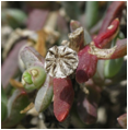 LAMPRANTHUS (ЛАМПРАНТУС) 10 Описание: IMG_3141
