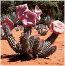 HOODIA (ХУДИЯ) 11 HOODIA (ХУДИЯ) | 9