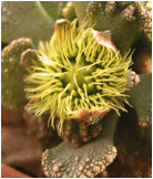 TITANOPSIS (ТИТАНОПСИС) | 11