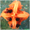 [capsula-aptenia-aperta-stranepiante-600x601[4].jpg]