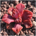 TITANOPSIS (ТИТАНОПСИС) 13 TITANOPSIS (ТИТАНОПСИС) | 13
