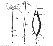 ADANSONIA (БАОБАБ) 13 ADANSONIA (БАОБАБ) | 9