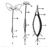 ADANSONIA (БАОБАБ) | 9