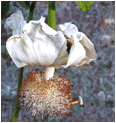 ADANSONIA (БАОБАБ) 16 ADANSONIA (БАОБАБ) | 12