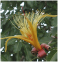ADANSONIA (БАОБАБ) 17 ADANSONIA (БАОБАБ) | 13