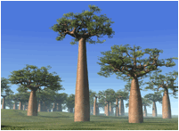 ADANSONIA (БАОБАБ) 15 ADANSONIA (БАОБАБ) | 11