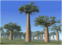 ADANSONIA (БАОБАБ) | 11