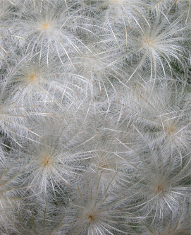 MAMMILLARIA SERIES LASIACANTHAE
